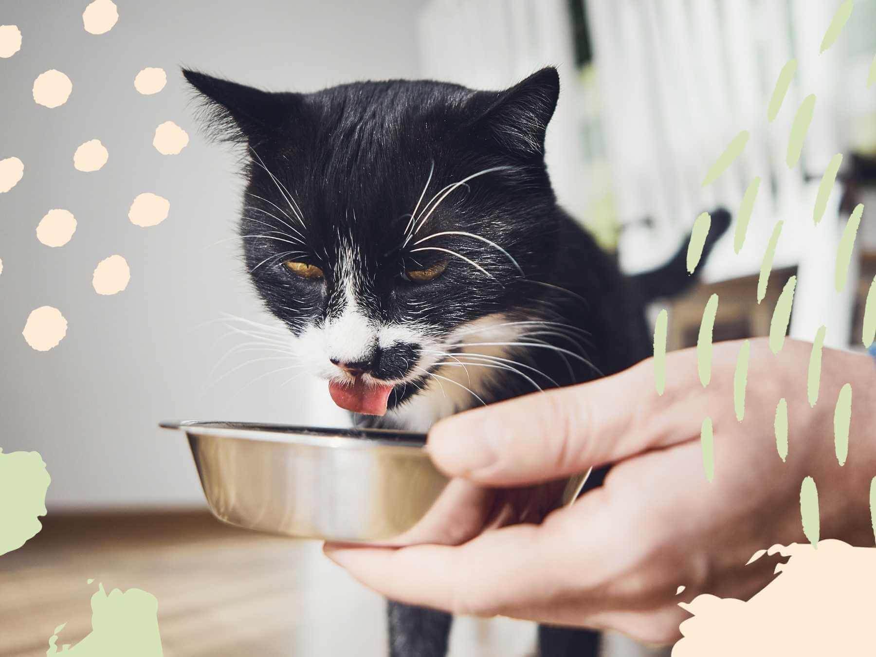 schwarz-weiße Katze frisst aus einem Napf