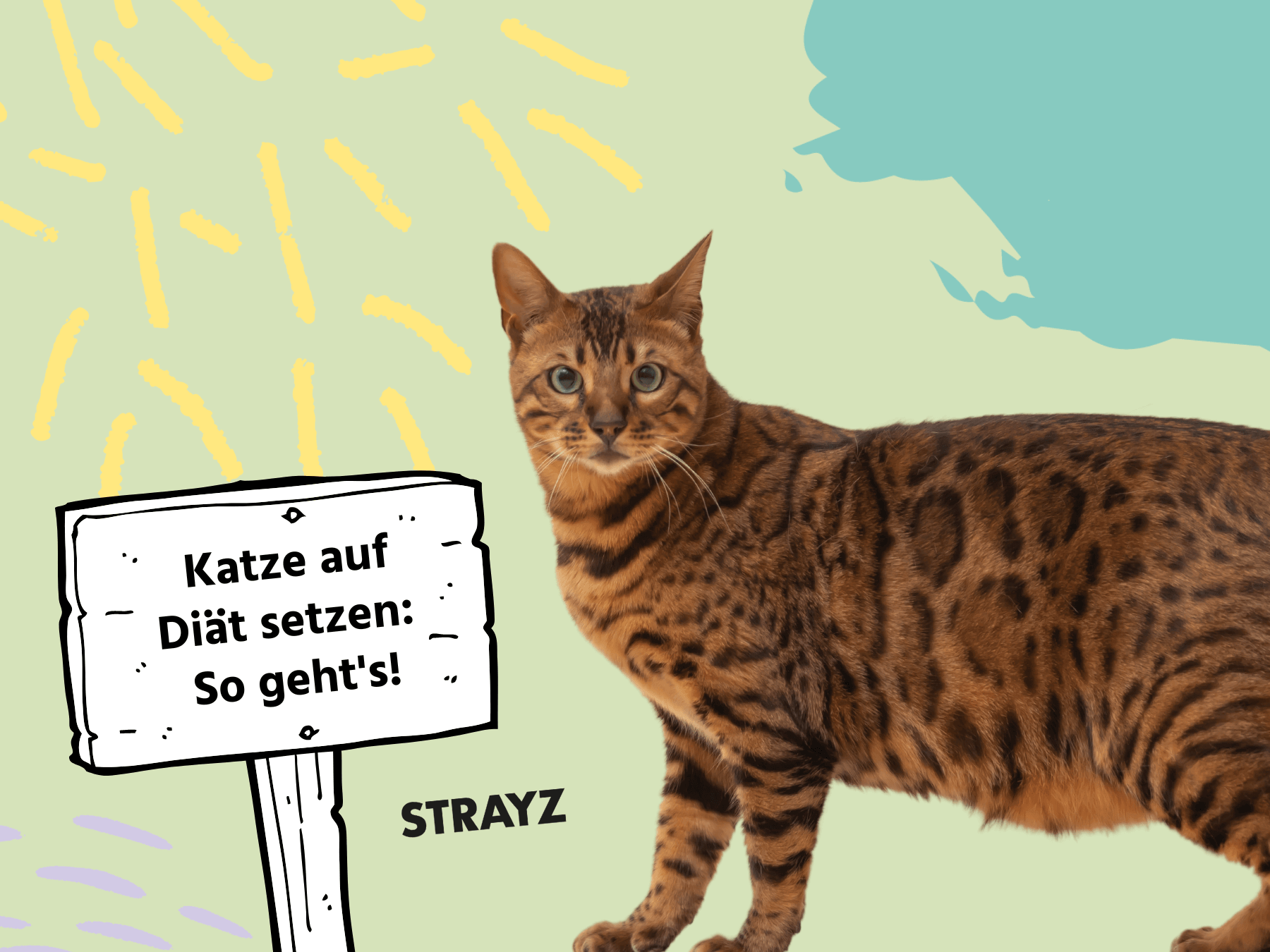 Deine Katze auf Diät setzen - so geht’s!