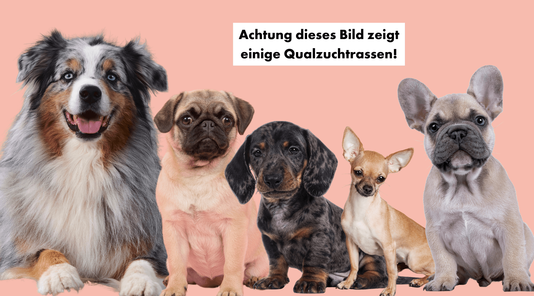 Hunde aus Qualzucht Hunderassen Zucht