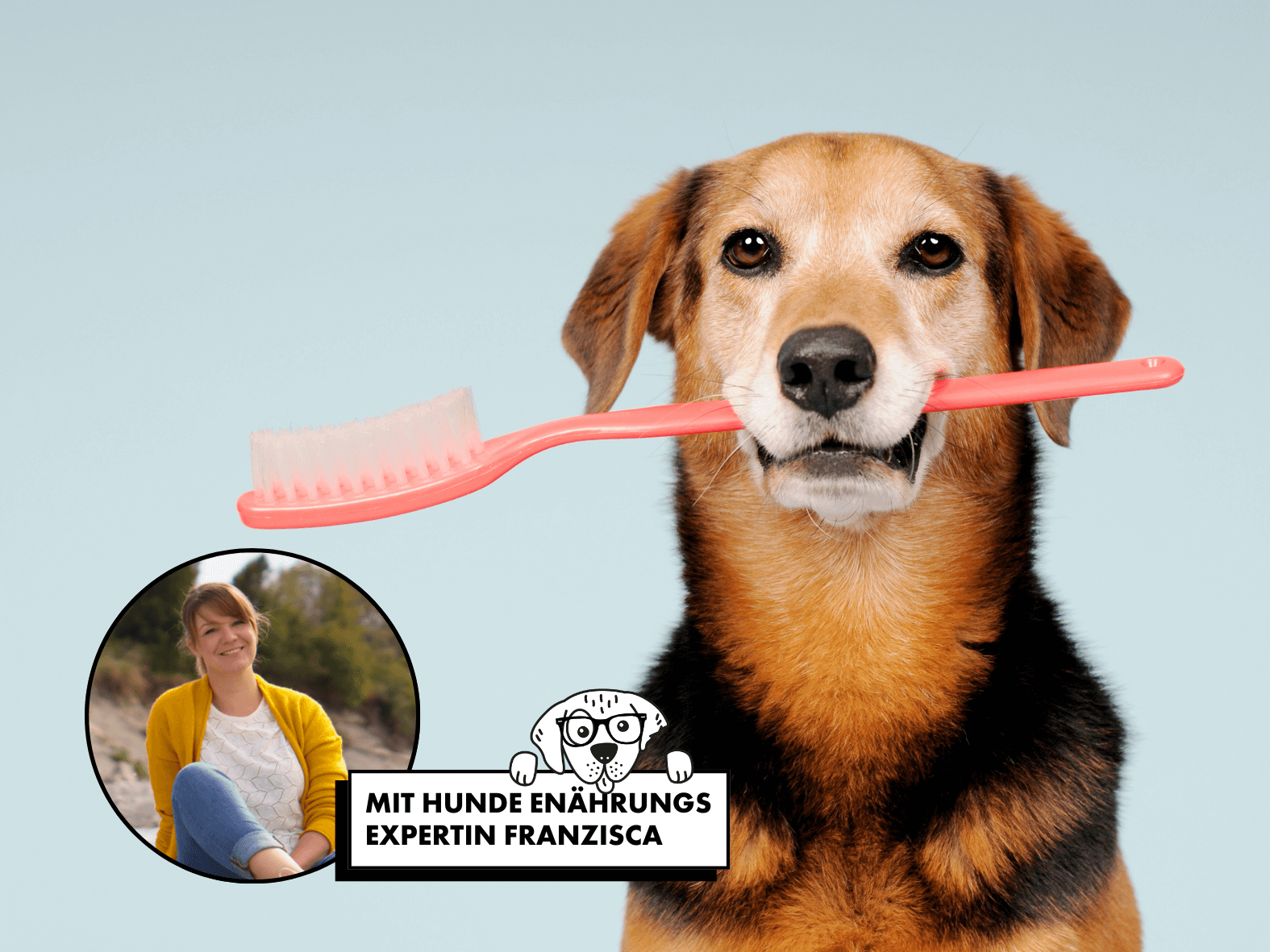 Trockenfutter reinigt die Zähne? 5 schockierende Hundefutter-Mythen entlarvt!