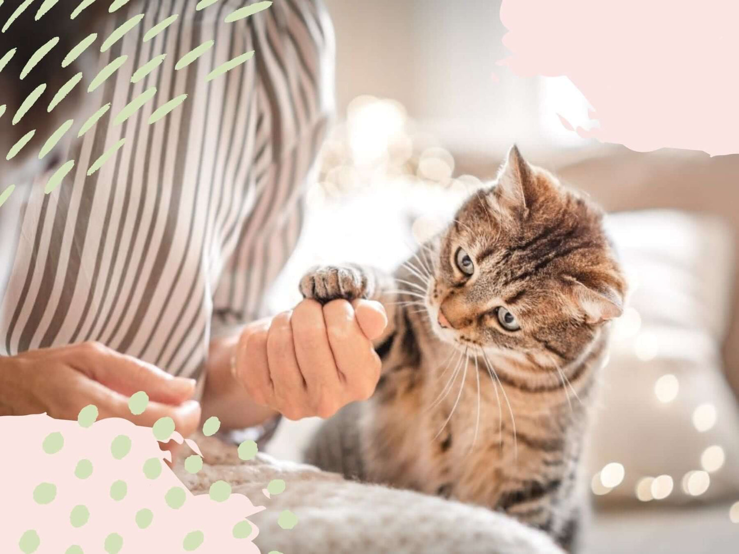 Katze spielt mit einer Hand