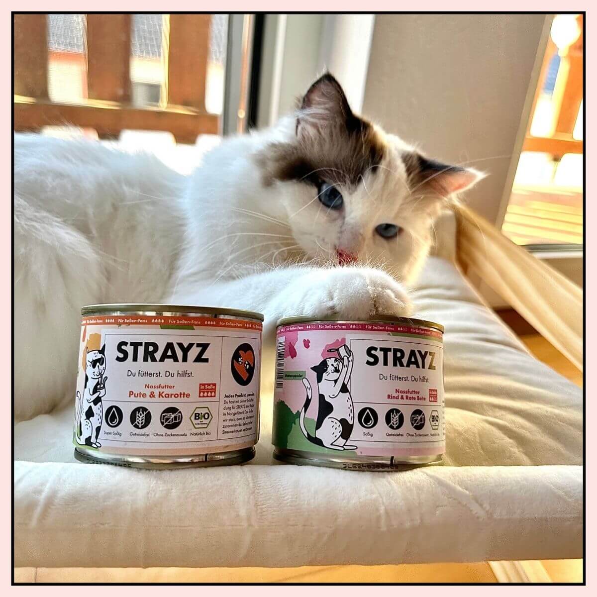 STRAYZ Bio Katzenfutter in Soße mit Katze