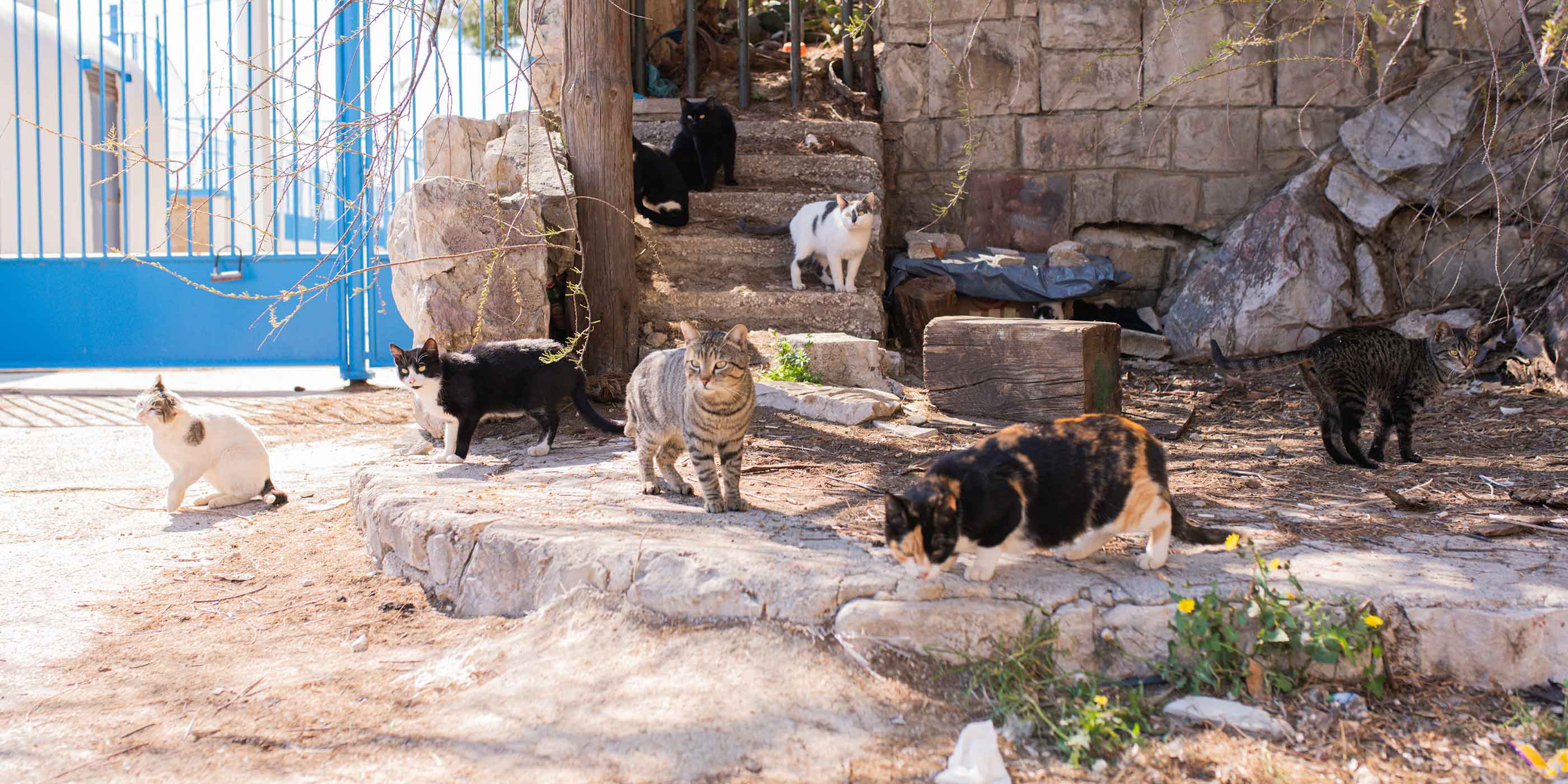 Das Katzenfutter von STRAYZ spendet für Straßenkatzen in Not. 