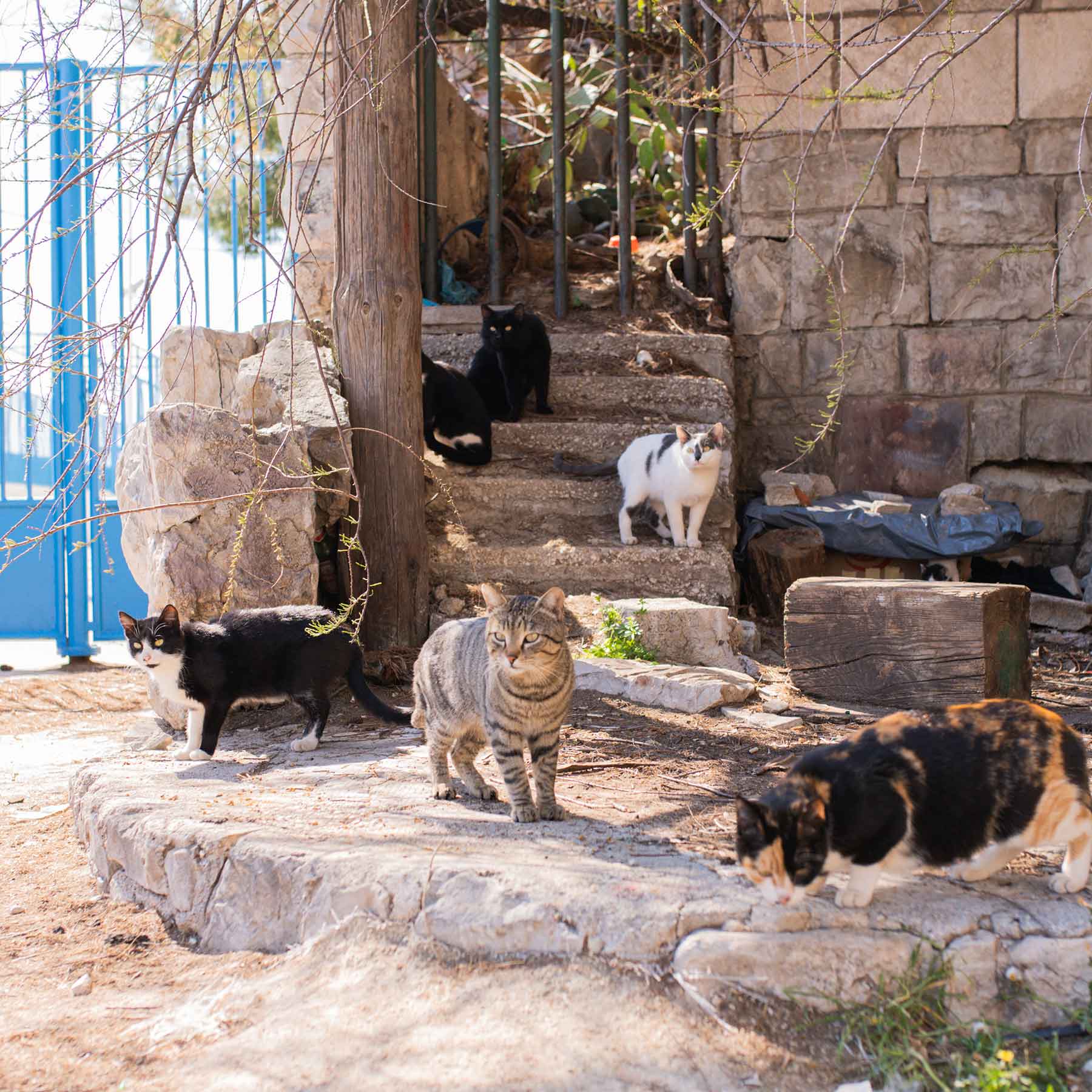 Das Bio-Katzenfutter von STRAYZ spendet für Straßenkatzen in Not. 