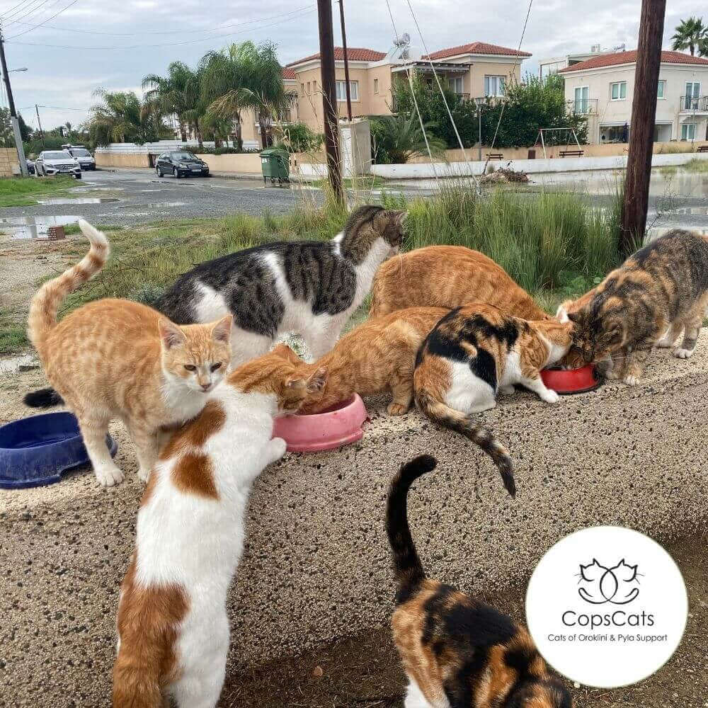 Die Bio Futtermarke STRAYZ unterstützt den Tierschutzverein CopsCats in Zypern.