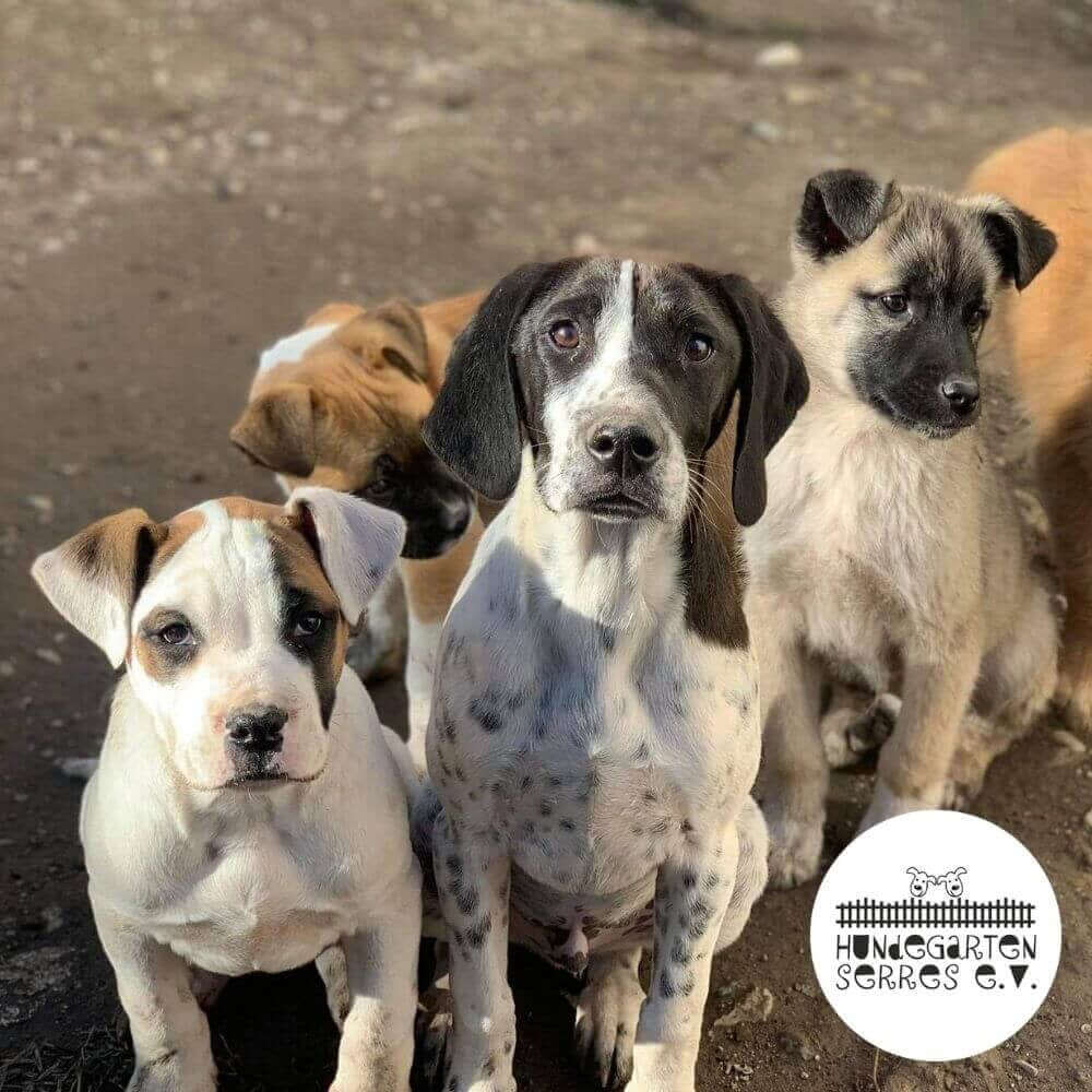 Die Bio Futtermarke STRAYZ unterstützt den Tierschutzverein Hundegarten Serres in Griechenland.