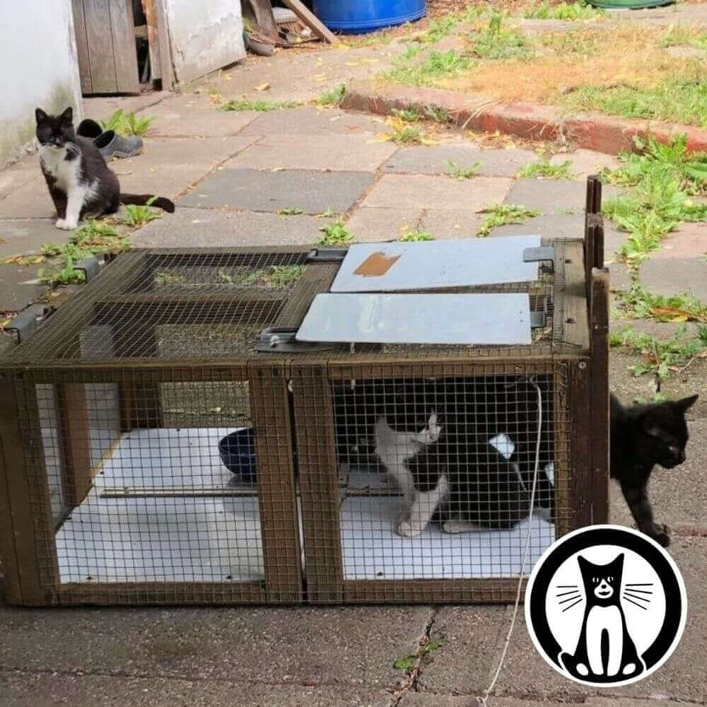 Die Bio Futtermarke STRAYZ unterstützt den Tierschutzverein Katzenschutz Dortmund in Deutschland.