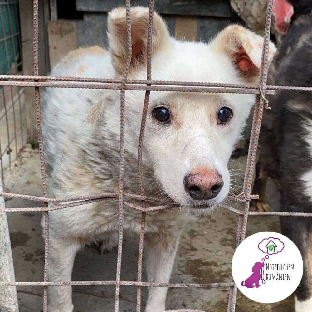 Die Bio Futtermarke STRAYZ unterstützt den Tierschutzverein Notfellchen Rumänien in Rumänien.