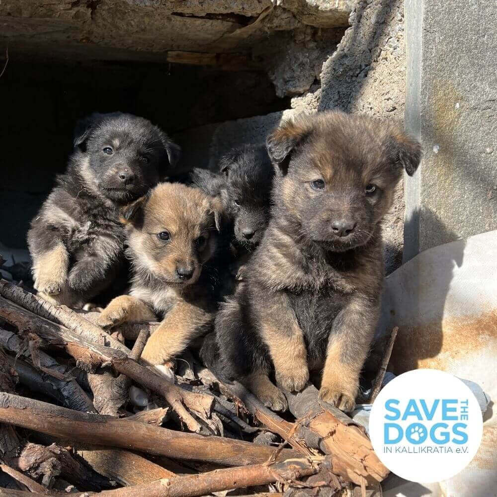 Die Bio Futtermarke STRAYZ unterstützt den Tierschutzverein Save the Dogs in Griechenland.